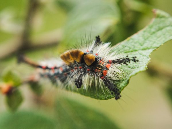Znamionówka starka (40x30)