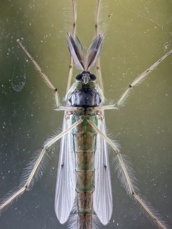 Małe a ku ku! (40x30)