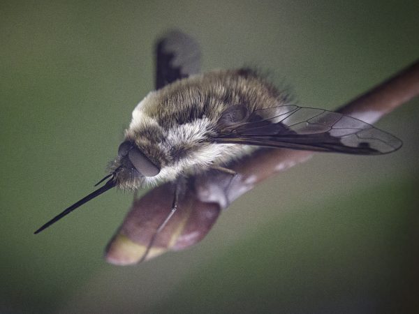 Bujanka większa (40x30)