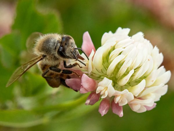 Na koniczyna (40x30)