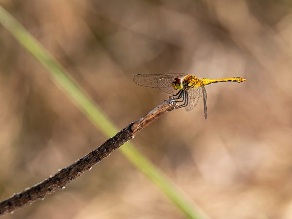 Szablak krwisty (40x30)