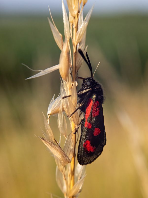 Kraśnik rogalik (40x30)