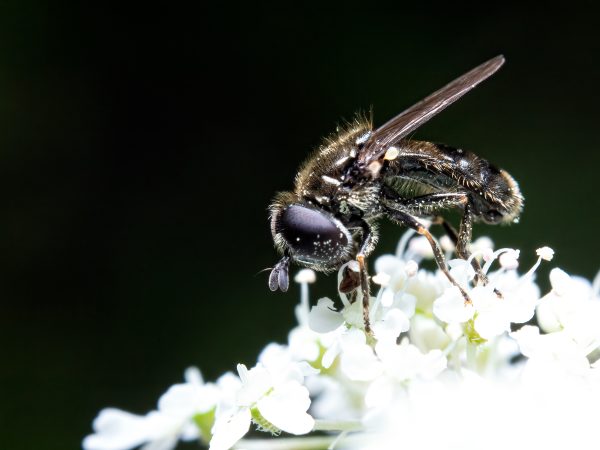 Niedoceniona (40x30)