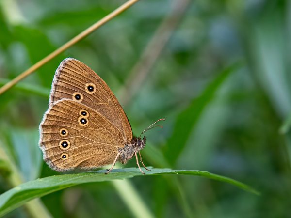 Przestrojnik (40x30)