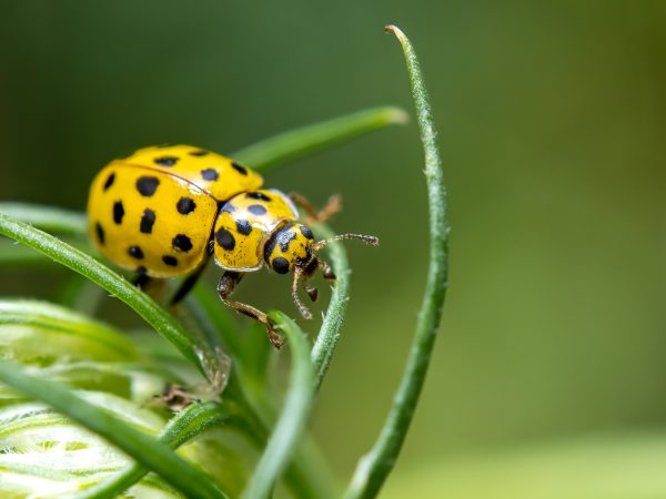 Mączniakówka (40x30)
