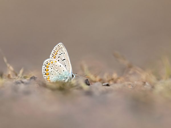 Ikar uziemiony (40x30)