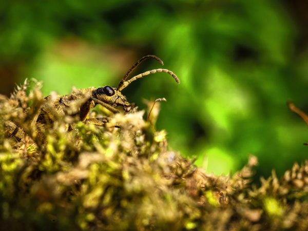 Spojrzenie zza mchu (40x30)