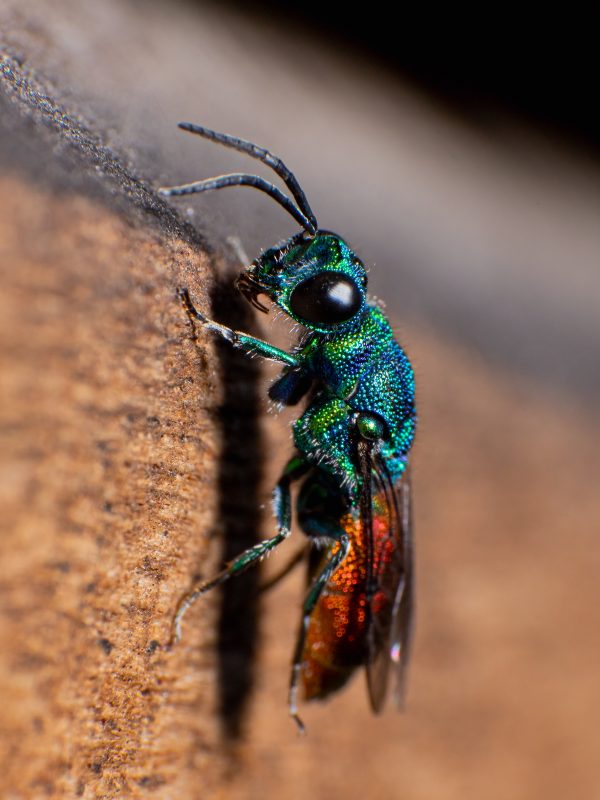 Ogniste lico (40x30)