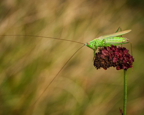 Miecznik ciemny (50x40)
