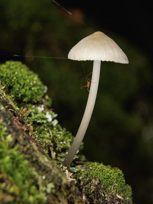 Pod daszkiem (40x30)